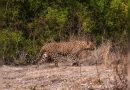 बिबट्याने 2022 पासून दुस drod ्यांदा डीआरडीओच्या पुणे प्रयोगशाळेच्या कॅम्पसमध्ये स्पॉट केले